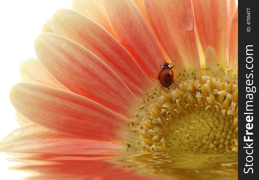 Ladybird on gerber daisy with reflection over white