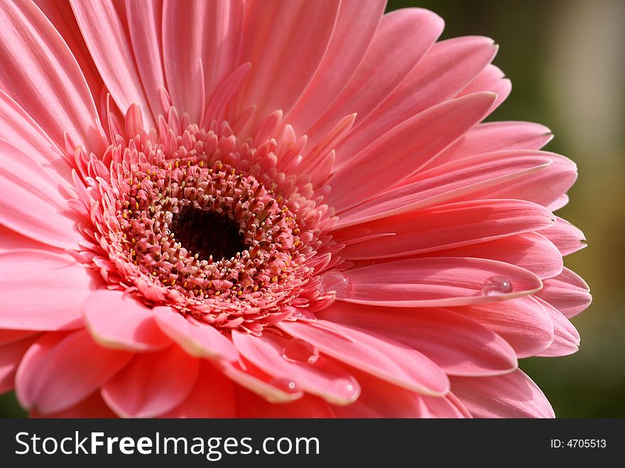 Pink gerber daisy with raindrops in nature. Pink gerber daisy with raindrops in nature