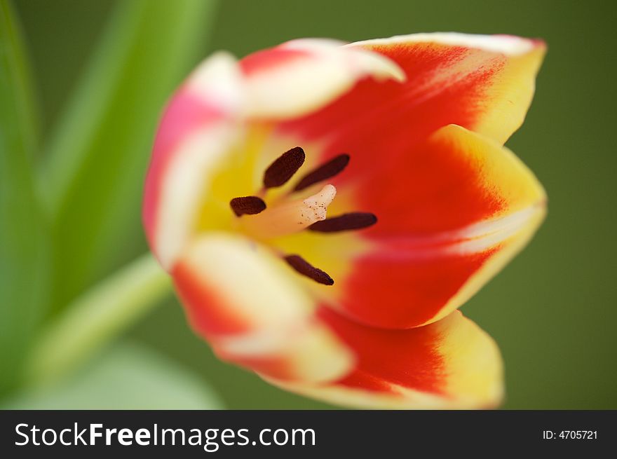 Close-up of a tulip flower in the garden. Close-up of a tulip flower in the garden