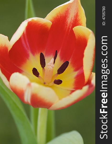 Close-up of a tulip flower in the garden