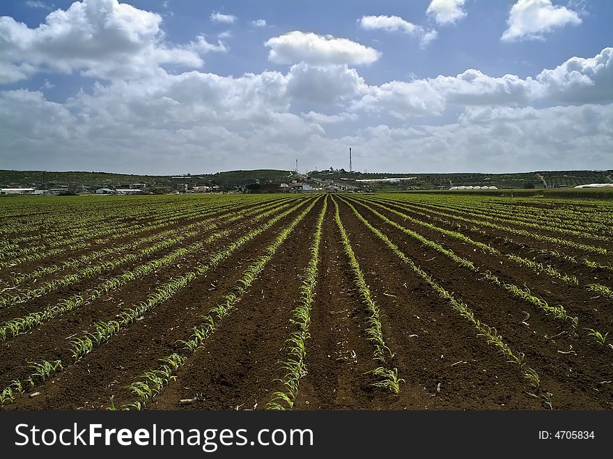 Young Corn Field