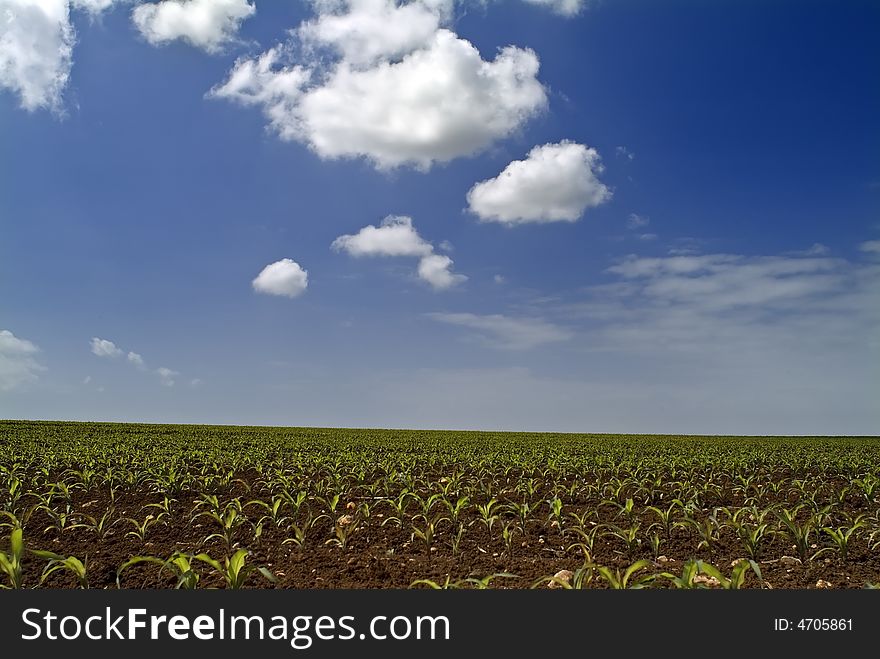 Young Corn Field