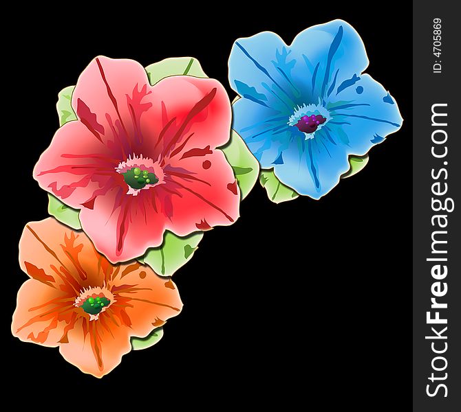 Assorted color petunia's on a black back round. Assorted color petunia's on a black back round.