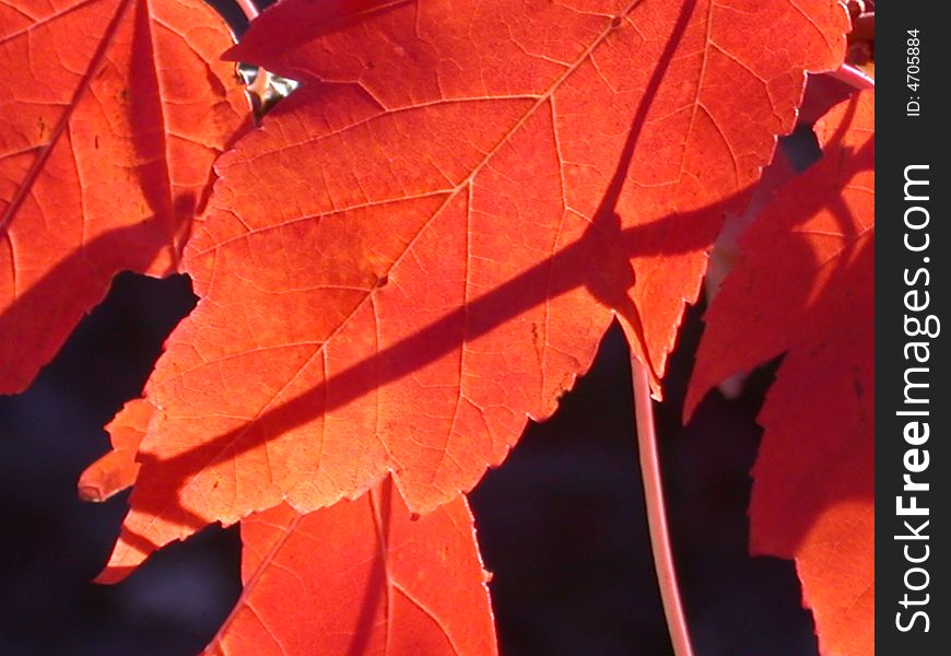 Sun and shadow cast upon a fall leaf. Sun and shadow cast upon a fall leaf
