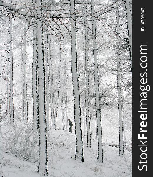 Trees covered with white snow against a snowy background. Winter Scene. Trees covered with white snow against a snowy background. Winter Scene