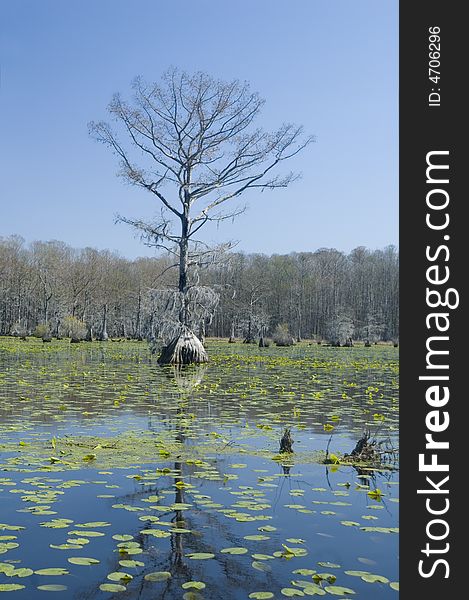 Cypress tree and lilypads in swamp