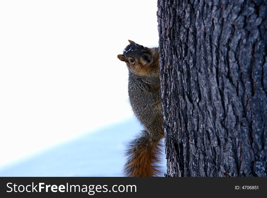 A cute squirrel on  tree