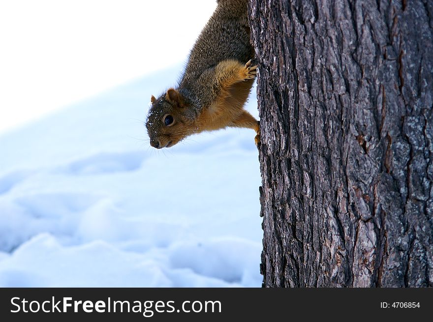A cute squirrel on tree