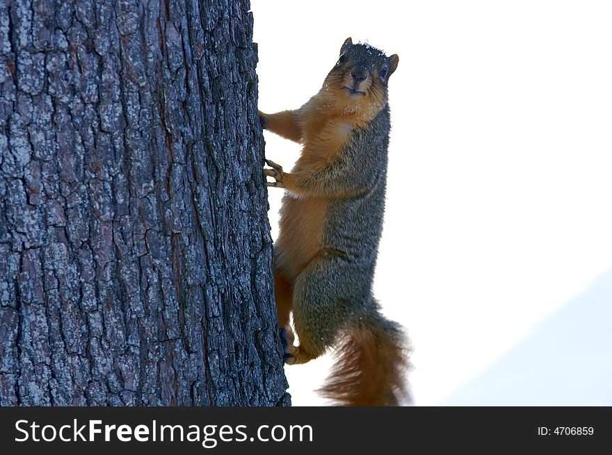 A cute squirrel on tree