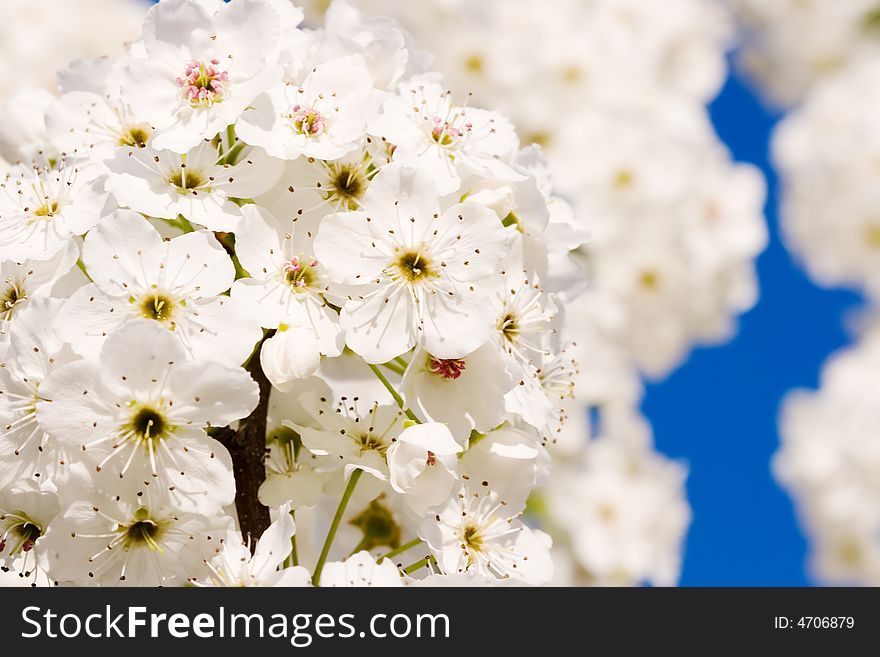 Pear blossoms on blue sky