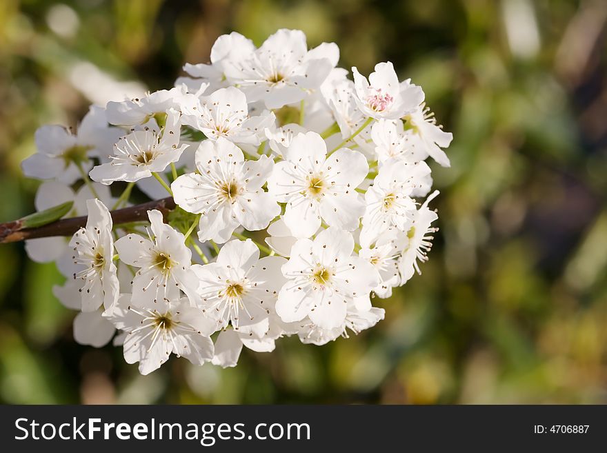 Pear blossoms on green background