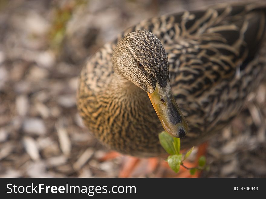 Duck Posing