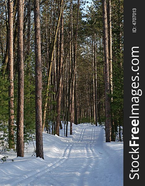 Cross country ski tracks in a pine forest, Wasaga Beach Ontario. Cross country ski tracks in a pine forest, Wasaga Beach Ontario