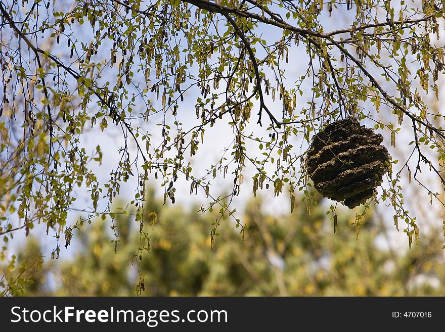 Insect nest hanging from a tree branch