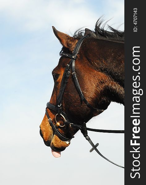 Portrait of bay horse with tongue out against blue sky.