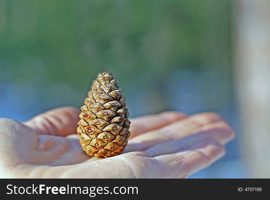 Hand holding a small pine cone with mature pine forest in background
