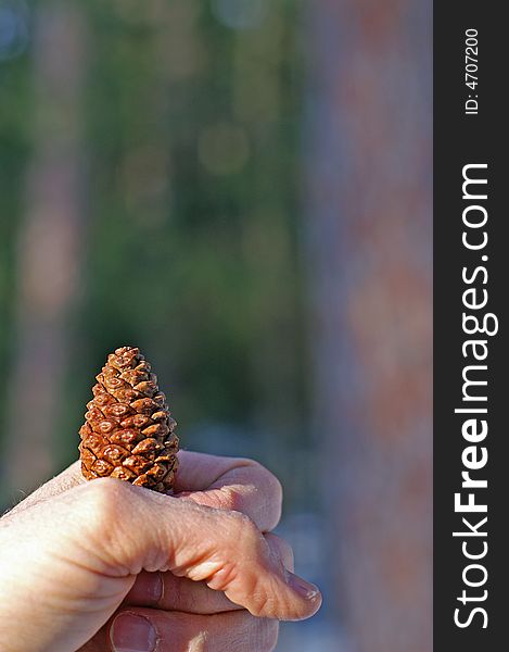 Hand holding a small pine cone with mature pine forest in background