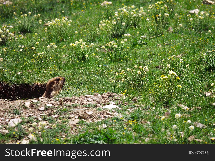 Marmot on the grass, sichuan, china