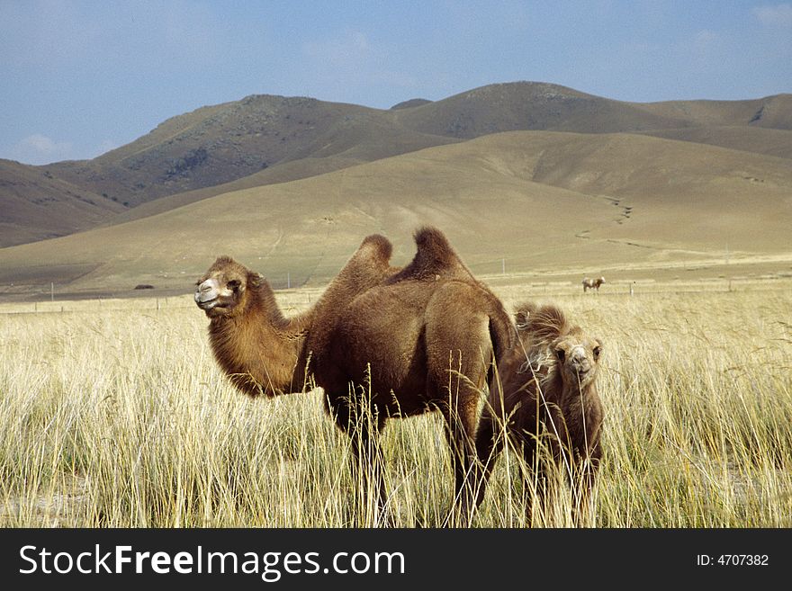 Mother and child camels are posing for the camera