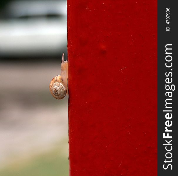 Snail creeping on red wall upwards