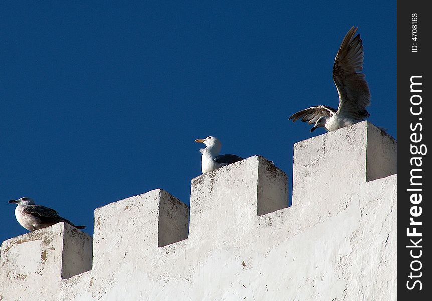 Seagulls resting on the white castle wall