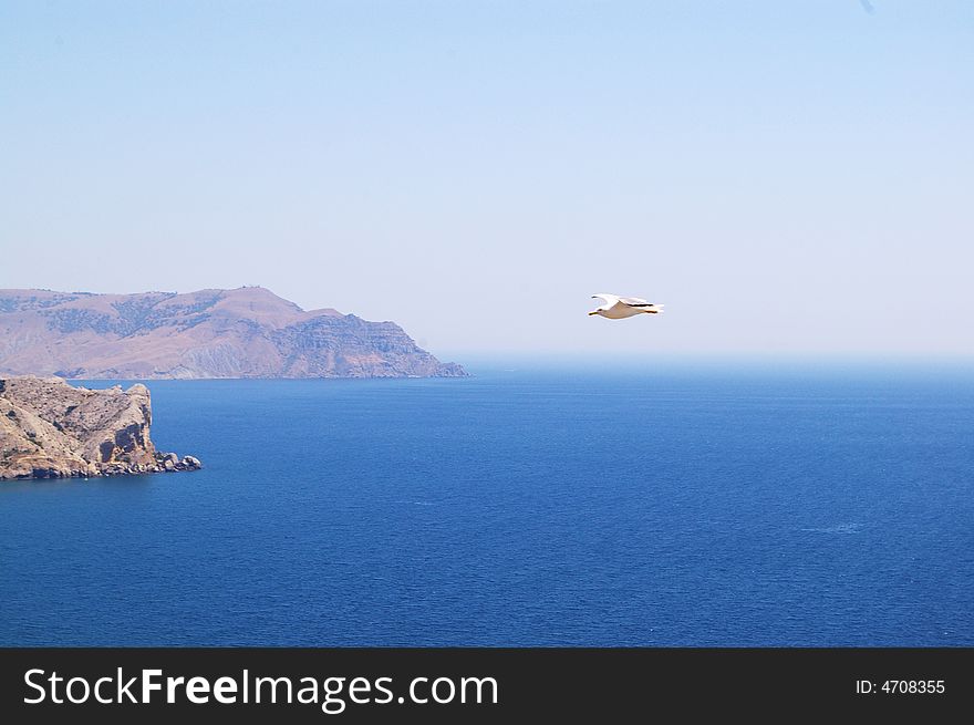 Flying seagull above sea surface. Flying seagull above sea surface