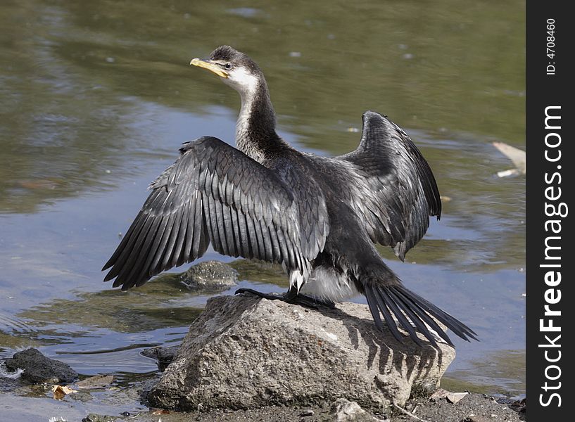 Cormorant drying its wings standing on the rock at the lake