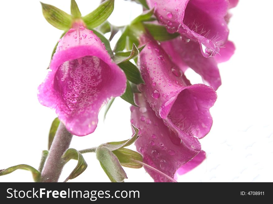 Flowers of purple digitalis on white background after the rain