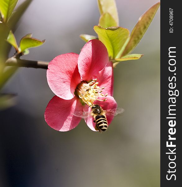 Crabapple Flower & Bee
