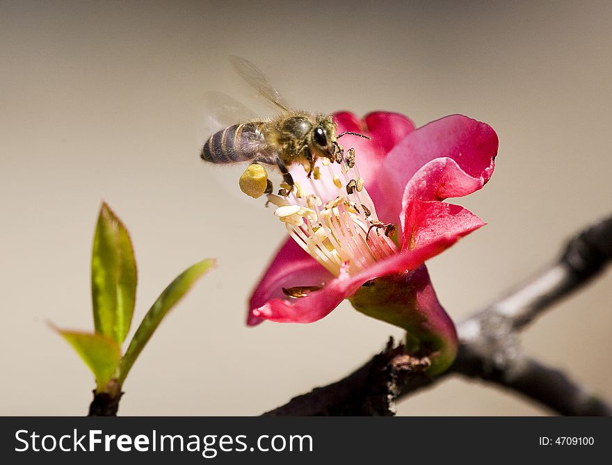 The bee is flying to the crabapple flower. The bee is flying to the crabapple flower