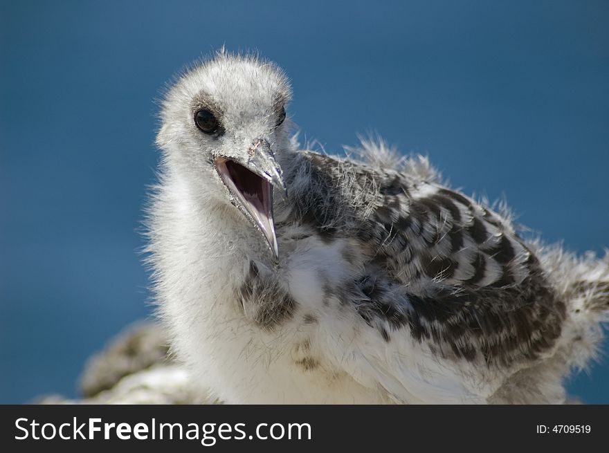 Gull baby, Galapagos Islands, Ecuador