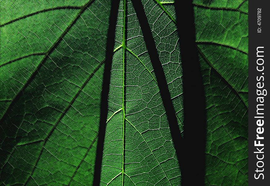 A leaf with shadows from stems.