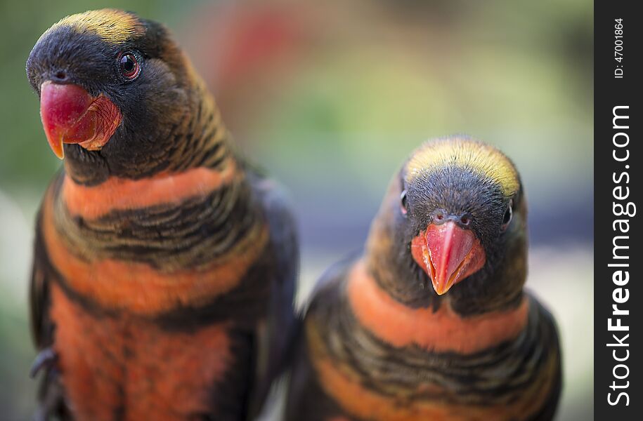 Two lories posing on a branch