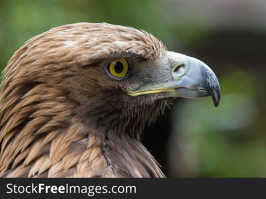 Close up head portrait, profile. The golden eagle Aquila chrysaetos is one of the best-known birds of prey in the Northern Hemisphere.