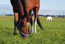 Bay And Grey Beauty Horses Eat Grass At The Field Royalty Free Stock Image Bay And Grey Beauty Horses Eat Grass At The Field Royalty Free Stock Image