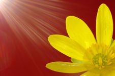 Sun Flare And Flower Petals Stock Images