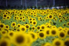 Sunflower Field Royalty Free Stock Image Sunflower Field Royalty Free Stock Image