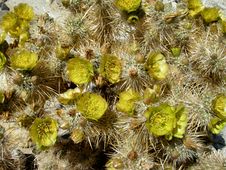 Blooming Cacti Royalty Free Stock Photo Blooming Cacti Royalty Free Stock Photo