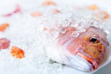 Head Dorado In Ice Royalty Free Stock Photography Head Dorado In Ice Royalty Free Stock Photography