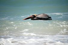 Floating Brown Pelican Stock Photo Floating Brown Pelican Stock Photo