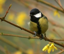 The Great Tit Royalty Free Stock Photos