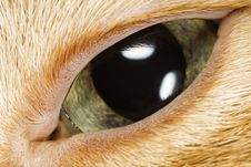 Cat S Eye Close-Up Macro Royalty Free Stock Photo Cat S Eye Close-Up Macro Royalty Free Stock Photo