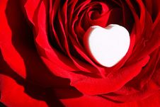 Red Rose With White Heart ~ Macro Close Up Stock Photography
