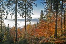 Colorful Forest And Mist Stock Images Colorful Forest And Mist Stock Images