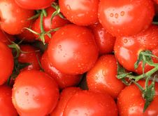 Fresh Tomatoes Royalty Free Stock Images