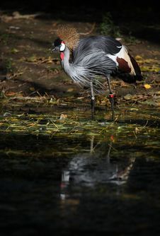 Crowned Crane Royalty Free Stock Photos