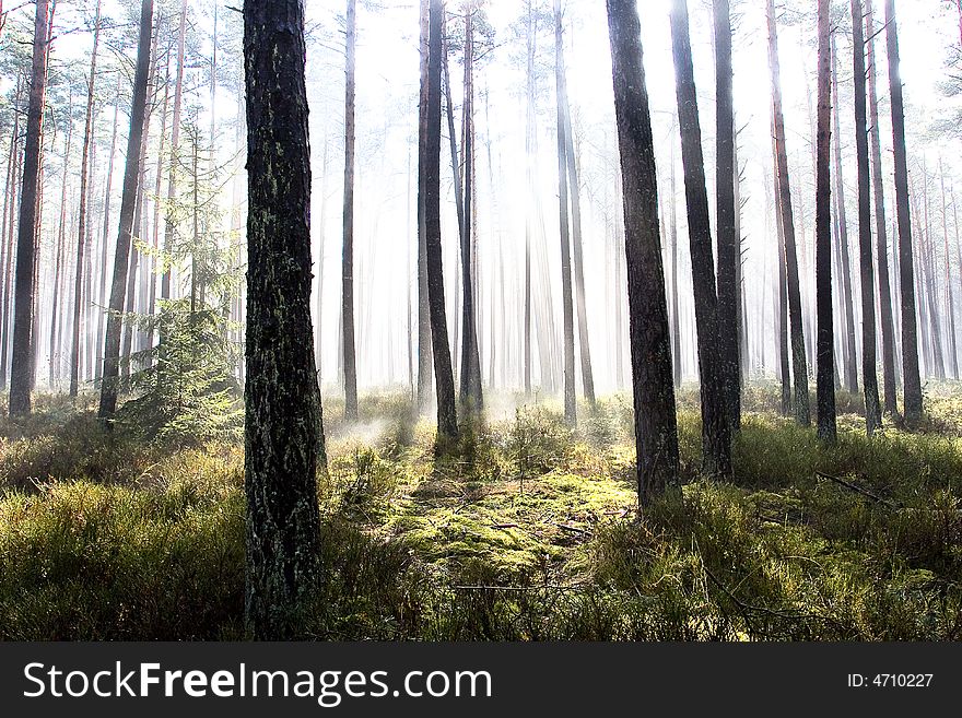 Misty Forest Against The Light