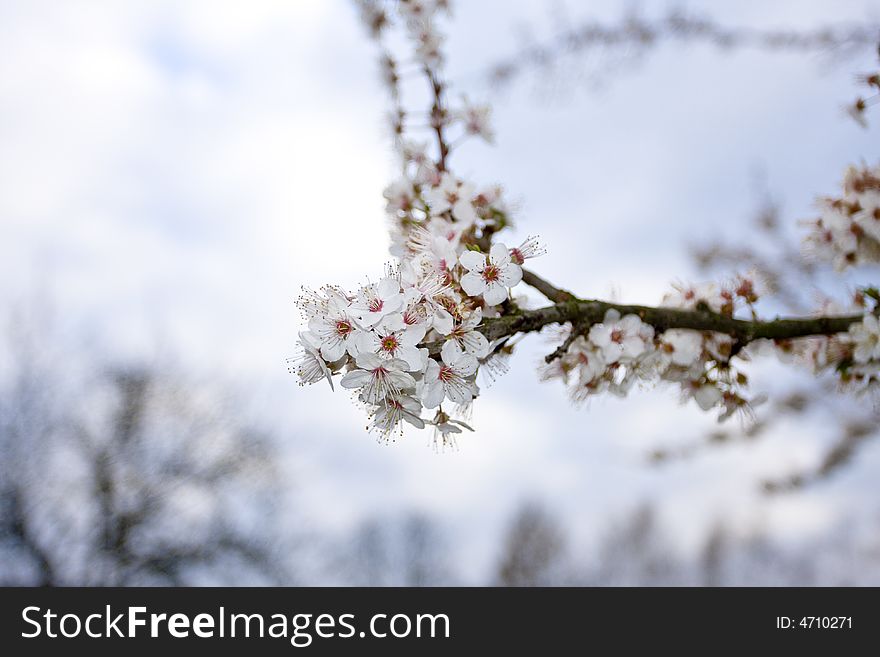 Cherry blossom in the bavarian countryside