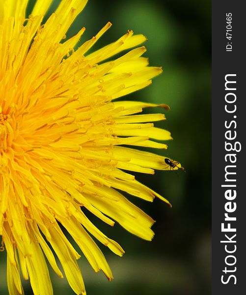 A yellow  dandelion with insect on it