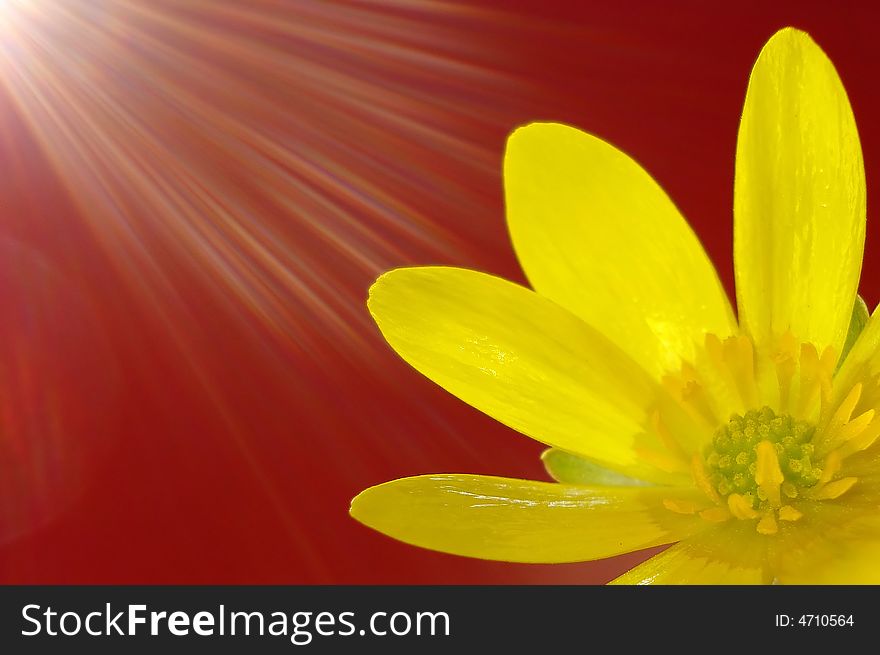 Sun flare and yellow flower petals on red background. Sun flare and yellow flower petals on red background.